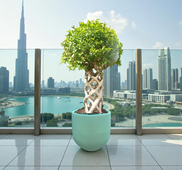 Ficus Benjamina – Cage Shape (1.5-1.8 m) 3
