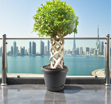 Ficus Benjamina – Cage Shape (1.5-1.8 m) 1