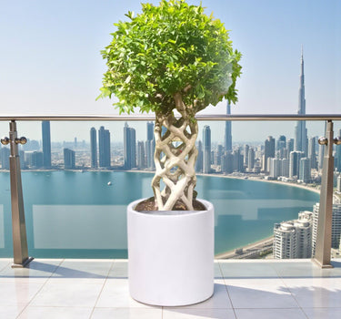 Ficus Benjamina – Cage Shape (1.5-1.8 m) 2