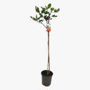Ficus Carica – Fig Tree 1
