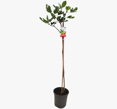Ficus Carica – Fig Tree 1