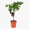 Ficus Carica – Fig Tree 2