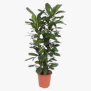 Ficus Cyathistipula – African Fig Tree 1