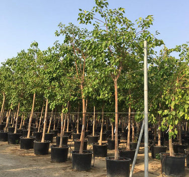 Ficus Religiosa – Sacred Fig Tree 2