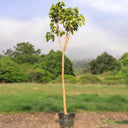 Ficus Religiosa – Sacred Fig Tree 1