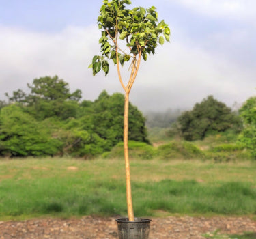 Ficus Religiosa – Sacred Fig Tree 1