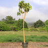 Ficus Religiosa – Sacred Fig Tree 1