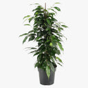Ficus Benjamina – Danielle 1