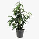 Ficus Benjamina – Danielle 2