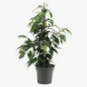 Ficus Benjamina – Danielle 2