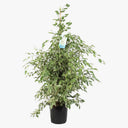 Ficus Benjamina – Starlight – Benjamin Tree 2