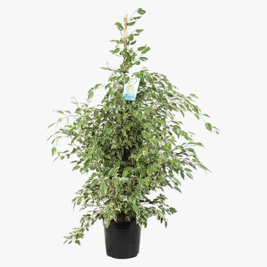 Ficus Benjamina – Starlight – Benjamin Tree 2
