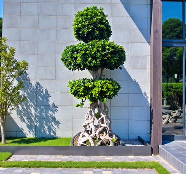 Ficus Bonsai Net Shaped – 2.0-2.5m 1