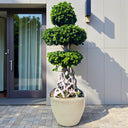 Ficus Bonsai Net Shaped – 2.0-2.5m 2