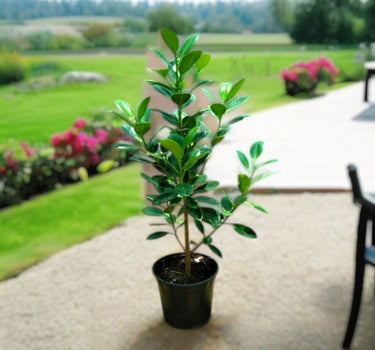 Ficus Hawaii “Green Island” – Hardy and Elegant Groundcover Shrub 1