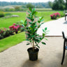 Ficus Hawaii “Green Island” – Hardy and Elegant Groundcover Shrub 1