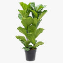 Ficus Lyrata – Fiddle Leaf Fig – Fig Tree 1