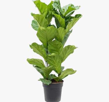 Ficus Lyrata – Fiddle Leaf Fig – Fig Tree 1