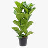 Ficus Lyrata – Fiddle Leaf Fig – Fig Tree 1