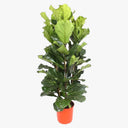Ficus Lyrata – Fiddle Leaf Fig – Fig Tree 2