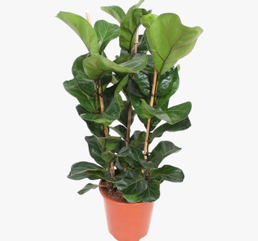 Ficus Lyrata – Fiddle Leaf Fig – Fig Tree 3