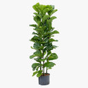 Ficus Lyrata – Fiddle Leaf Fig – Fig Tree 4