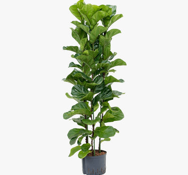 Ficus Lyrata – Fiddle Leaf Fig – Fig Tree 4