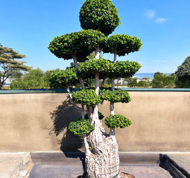 Ficus Panda Multi Head/Root 2
