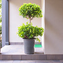 Ficus Panda – 2 Head – Ficus Retusa 1