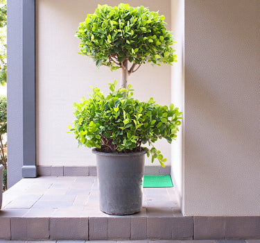 Ficus Panda – 2 Head – Ficus Retusa 1