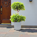 Ficus Panda – 2 Head – Ficus Retusa 2