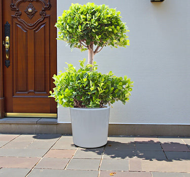 Ficus Panda – 2 Head – Ficus Retusa 2