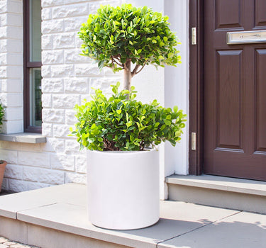 Ficus Panda – 2 Head – Ficus Retusa 3