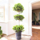 Ficus Panda – 3 Head – Ficus Retusa 1