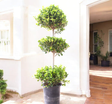 Ficus Panda – 3 Head – Ficus Retusa 1