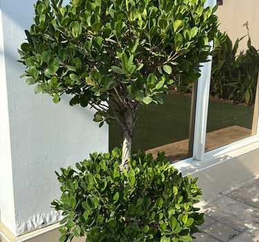 Ficus Double Head Outdoor Plants UAEP. otted plant on a patio with a building in the background 