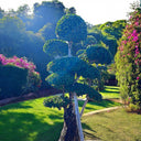 Ficus Microcarpa Bonsai – Multi Head 1