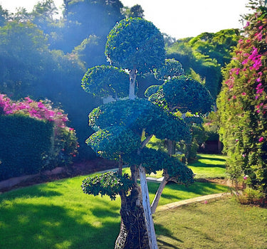 Ficus Microcarpa Bonsai – Multi Head 1