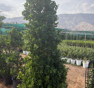 Ficus  Privacy Cone Shape 2m to 3m. Tall conical tree in a nursery setting with mountains in the background