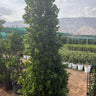 Ficus  Privacy Cone Shape 2m to 3m. Tall conical tree in a nursery setting with mountains in the background