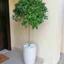 Ficus Single head Indoor Plants Dubai. Potted plant in a white pot on a tiled floor against a beige wall.