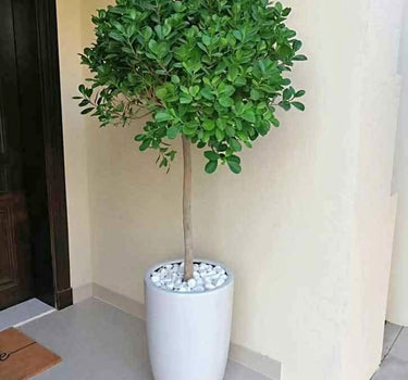 Ficus Single head Indoor Plants Dubai. Potted plant in a white pot on a tiled floor against a beige wall.