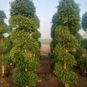 Ficus Spiral Shape Outdoor Plants UAE. Two tall, green, pyramid-shaped trees in a field with a clear sky.
