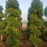 Ficus Spiral Shape Outdoor Plants UAE. Two tall, green, pyramid-shaped trees in a field with a clear sky.