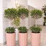 Ficus Tree Double Head in Classy Pot-1pc Plants UAE. Decorative potted plants in pink and white pots on a tiled floor.