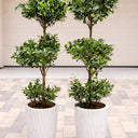 Ficus Triple Head Outdoor Office Plants Dubai. Three potted plants in white containers on a tiled floor.