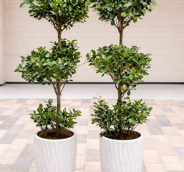 Ficus Triple Head Outdoor Office Plants Dubai. Three potted plants in white containers on a tiled floor.