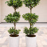 Ficus Triple Head Outdoor Office Plants Dubai. Three potted plants in white containers on a tiled floor.