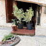Ficus benjamina variegata - Variegated Weeping Fig 1