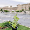 Ficus benjamina variegata - Variegated Weeping Fig 2